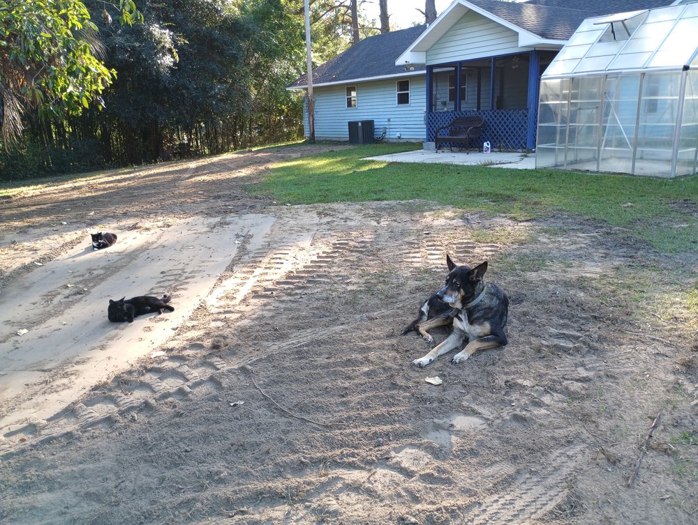  for Masse Septic & Plumbing in Newington, GA