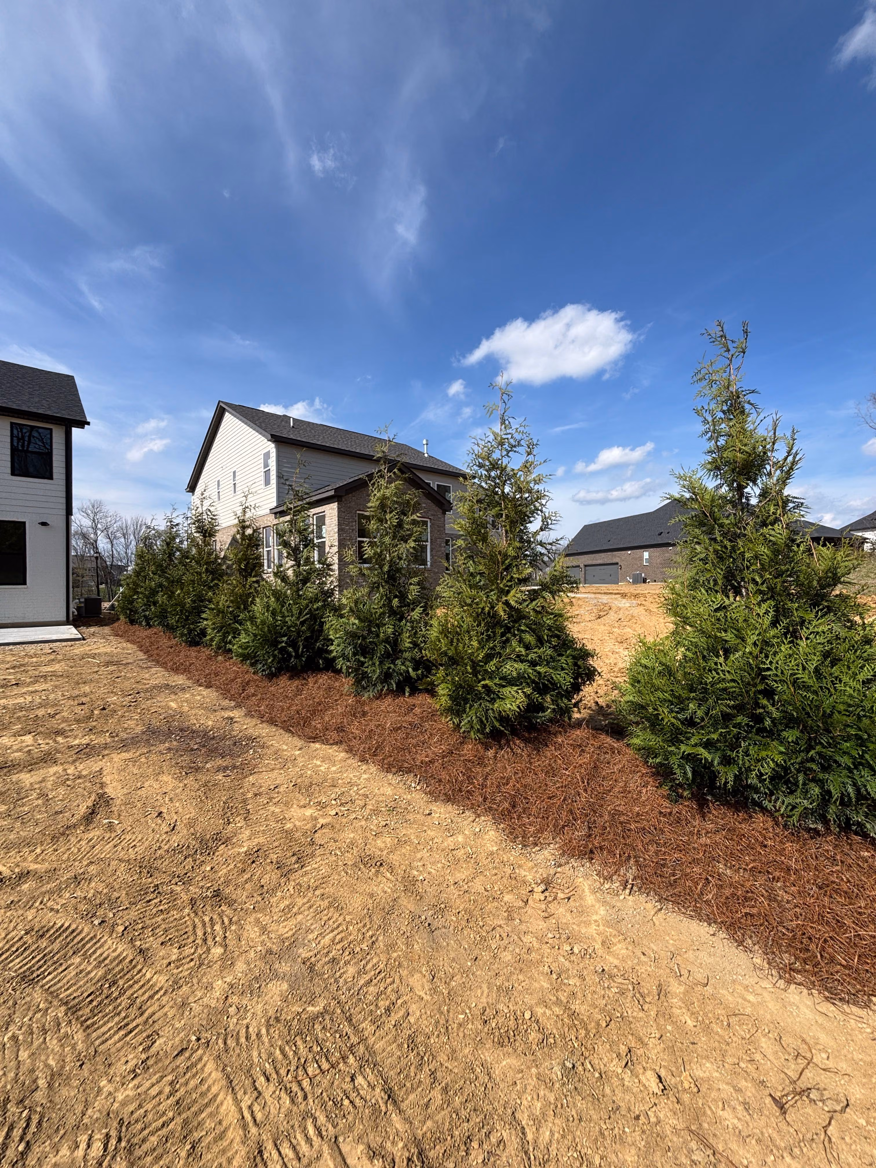 Creating Natural Boundaries with Green Giant Arborvitaes