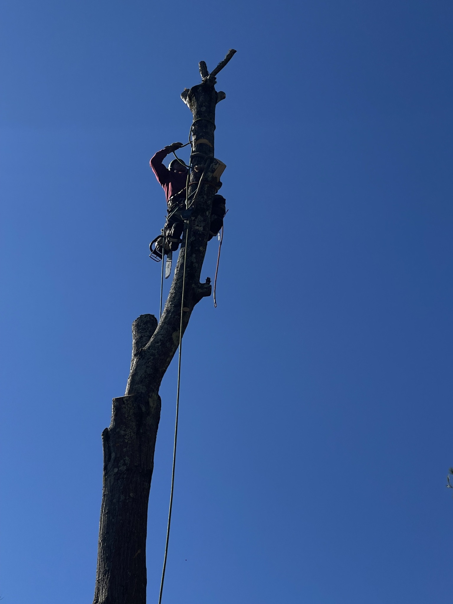  for Torres Tree Service and Landscaping in Hendersonville, NC