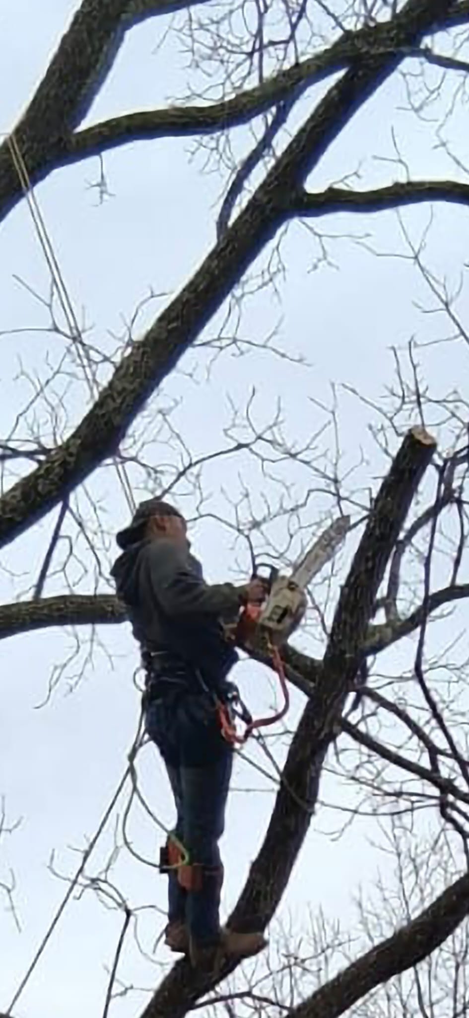  for Brothers Tree Service in Burnsville, NC