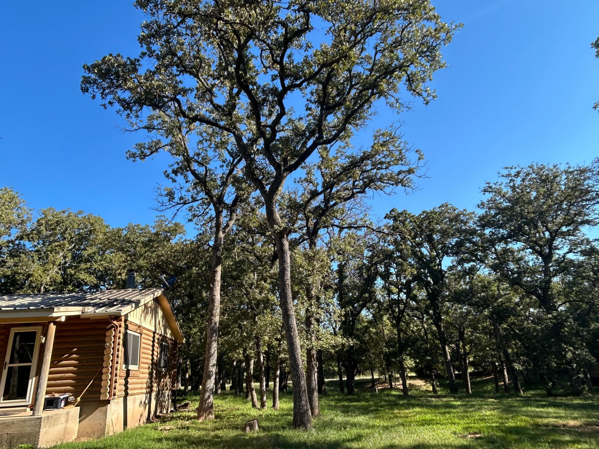 Healthy, well-trimmed tree cared for by Mark's Tree Service