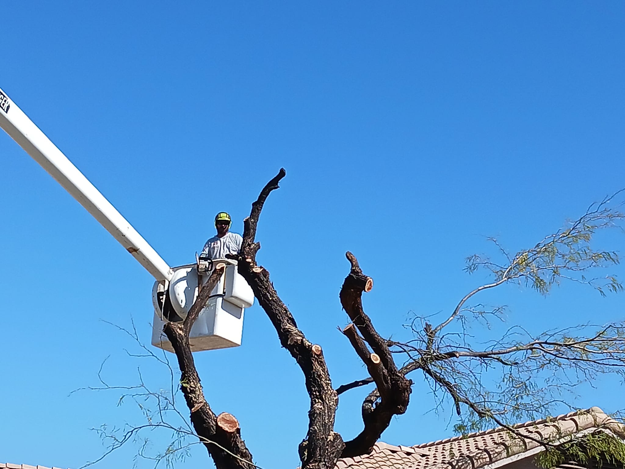 Tree Service company T's Tree Service and Firewood in Apache Junction, AZ