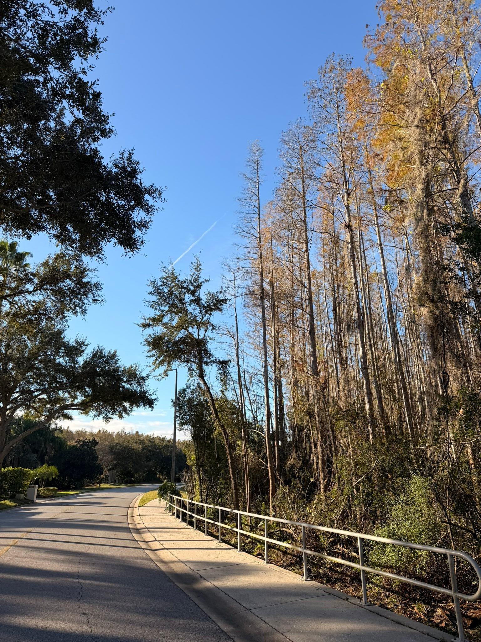  for EB Trees and Landscape in Lutz, FL