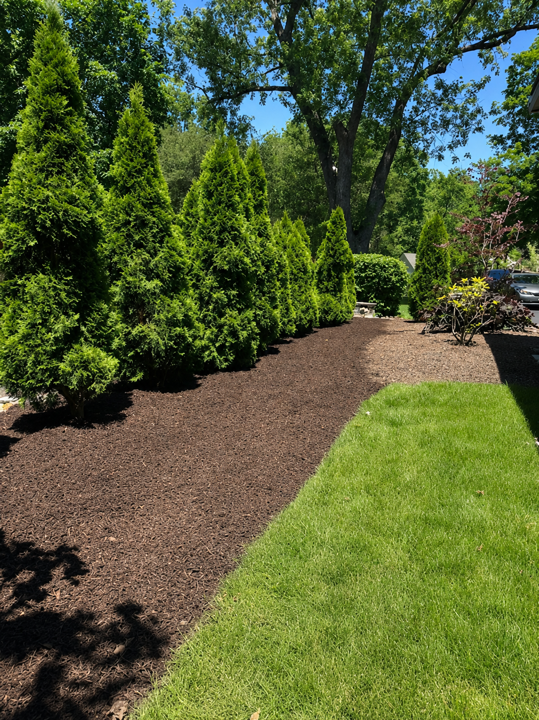 Row of arborvitae privacy trees in a fresh mulch bed