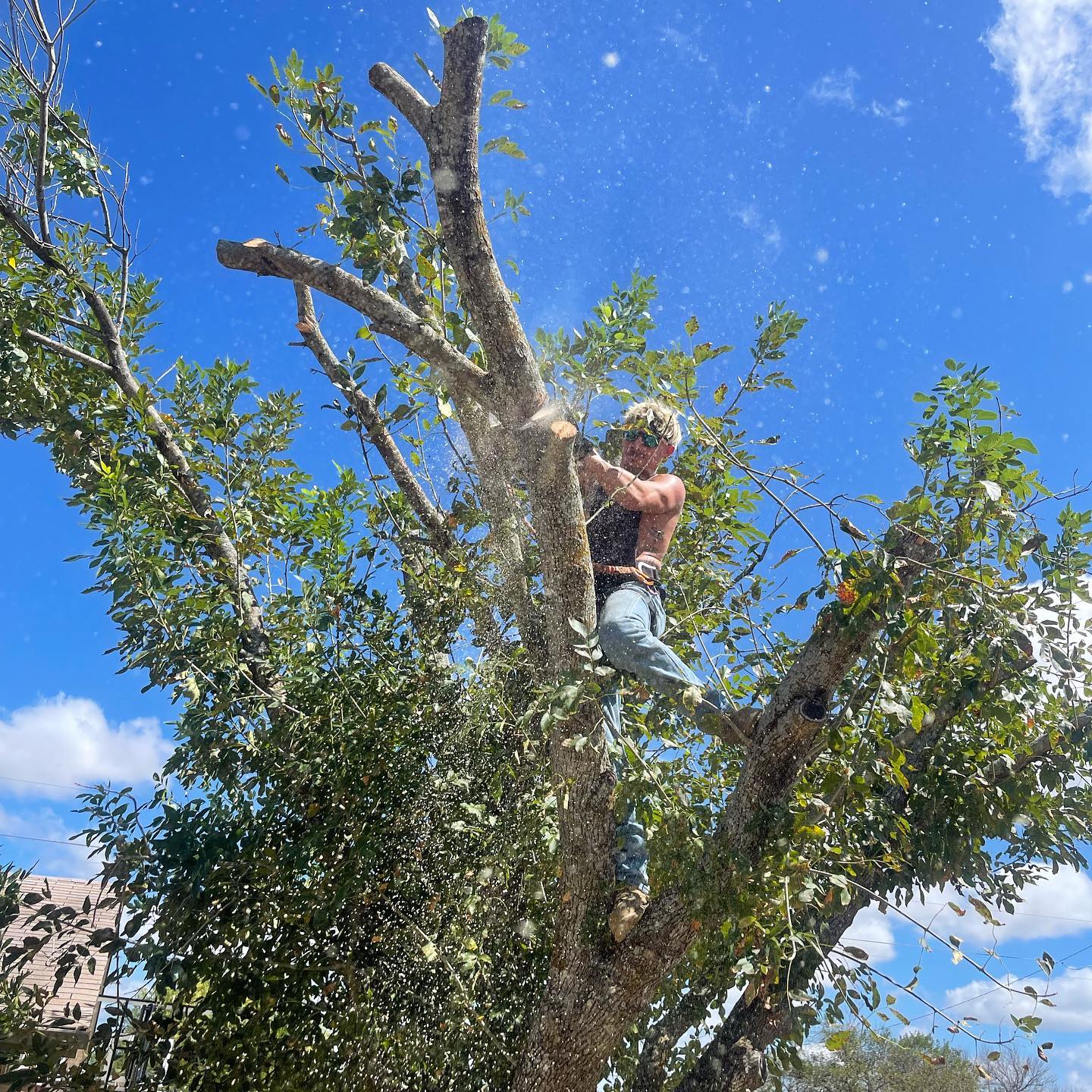Tesla Tree Trimming team in Kempner, TX - people or person