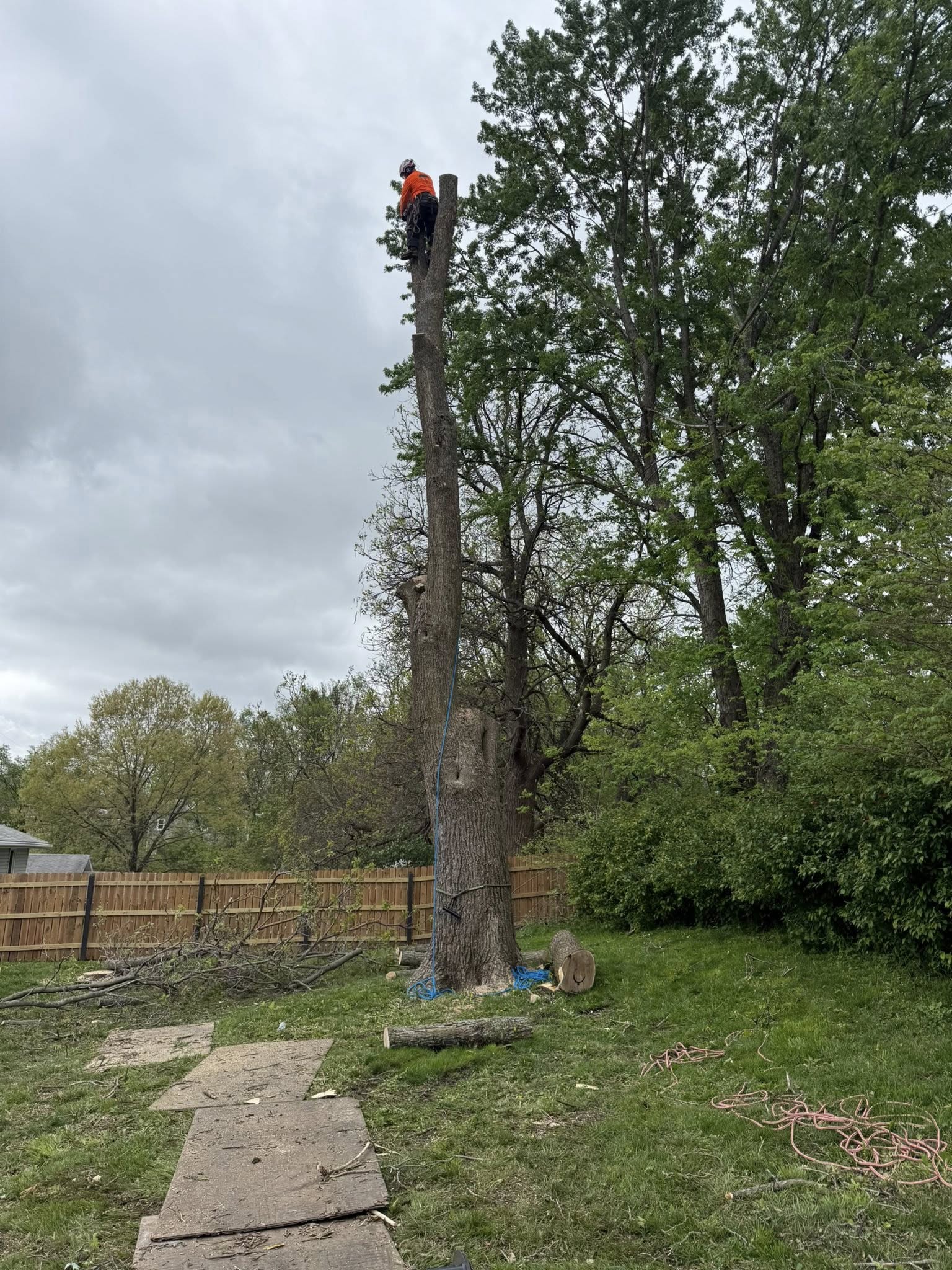 Tree Services company Cross Family Tree Service in Kearney, MO