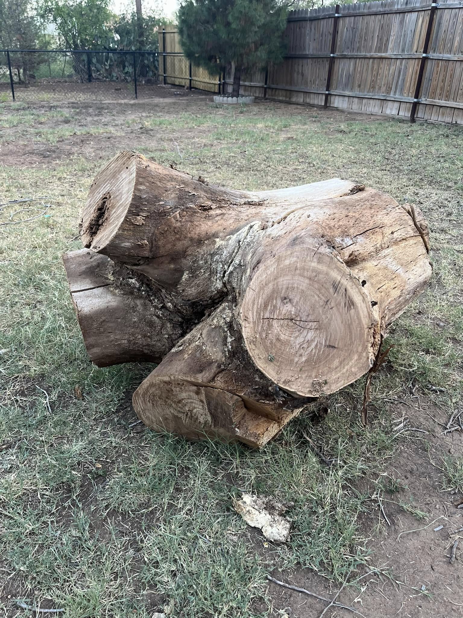 Tree Services company Lion In The Tree Trimming Service in Big Spring, TX