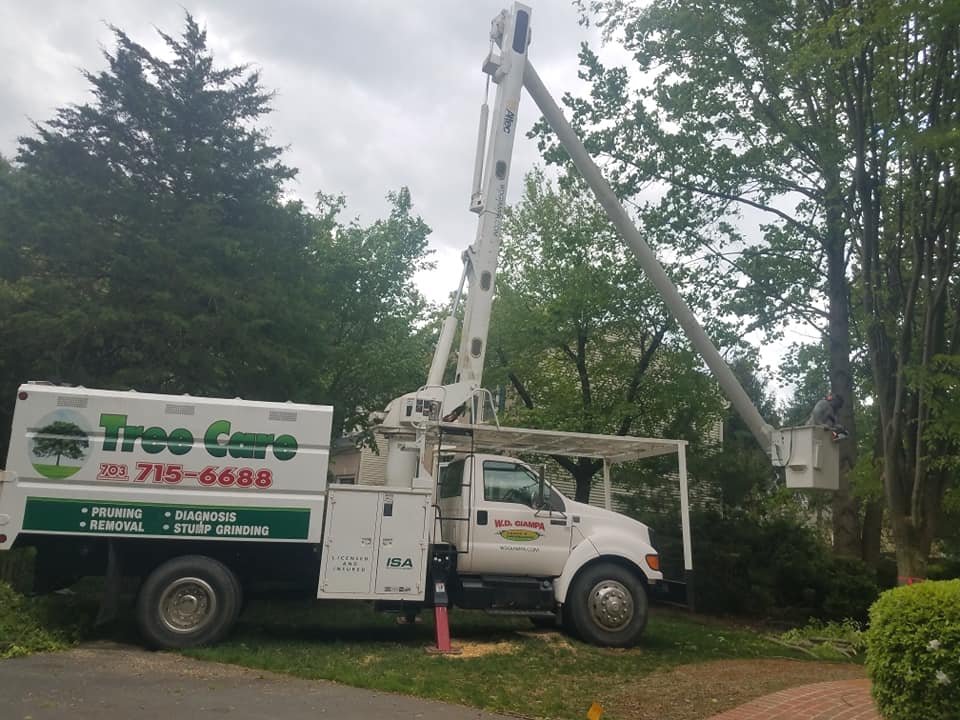 Tree Services company W D Giampa Lawns and Landscape Inc. in Manassas, VA