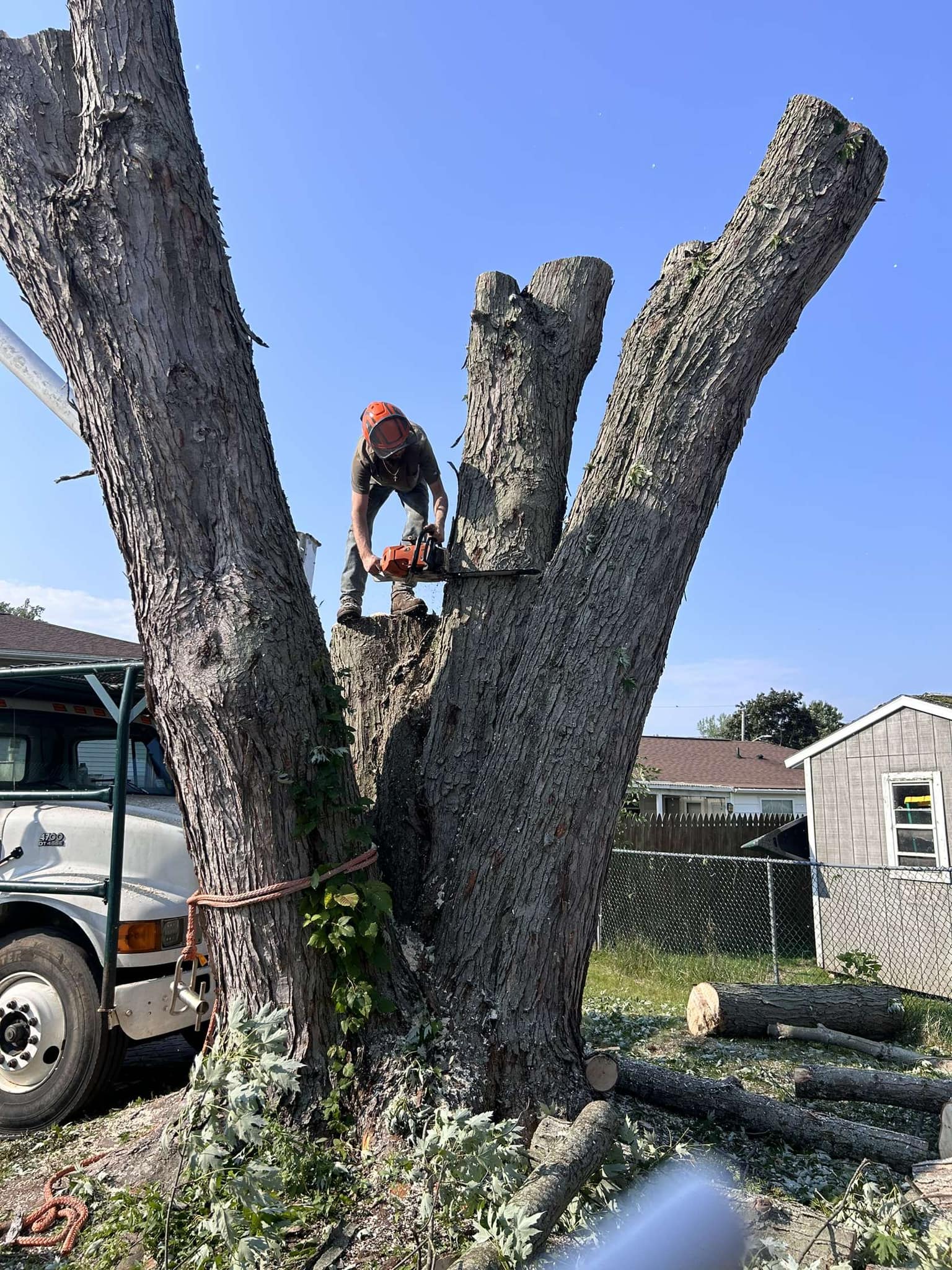  for Lovenguth Logging and Tree Service in West Monroe, NY