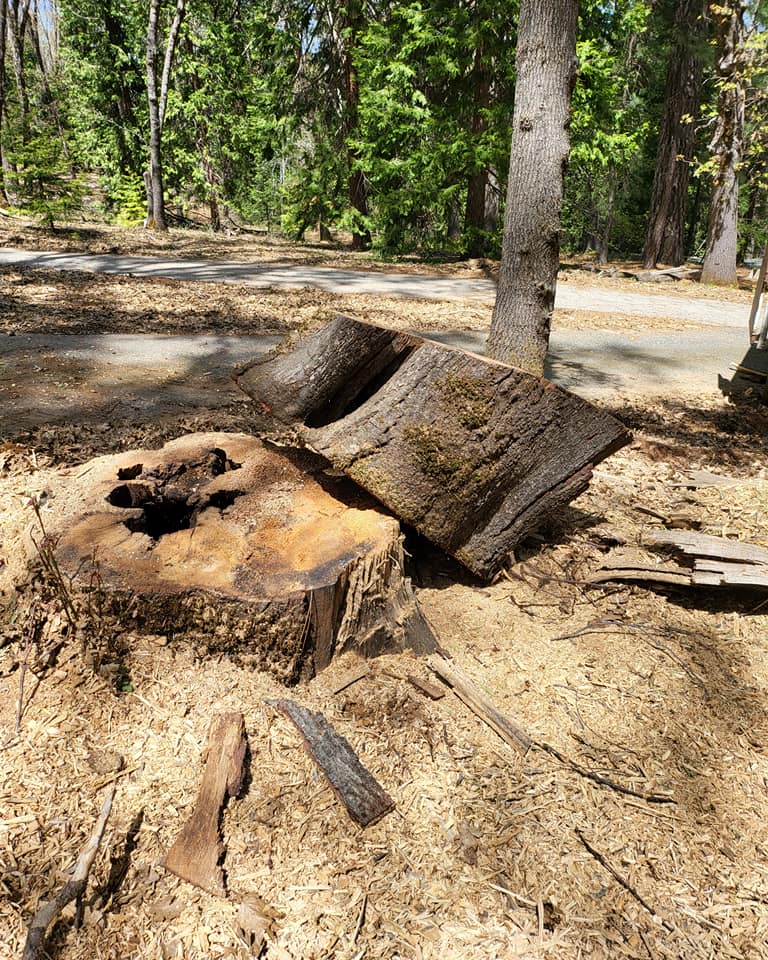 Large hollow rotted stump cut flush and ready for grinding, surrounded by wood chips