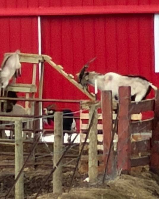  for Yoder Sheds in Chili, WI