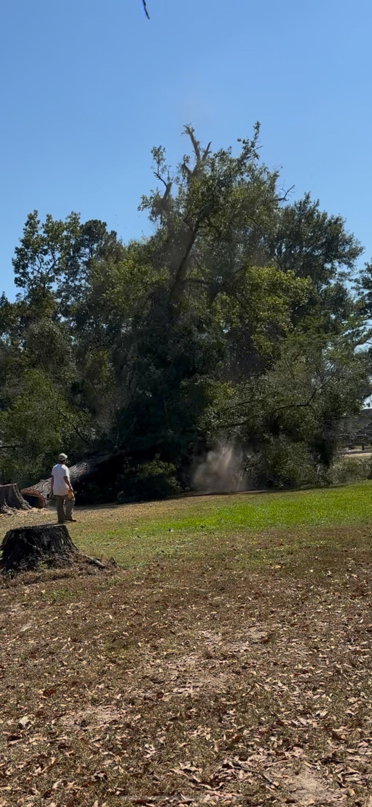  for Alpers Tree Services in Cleveland, TX