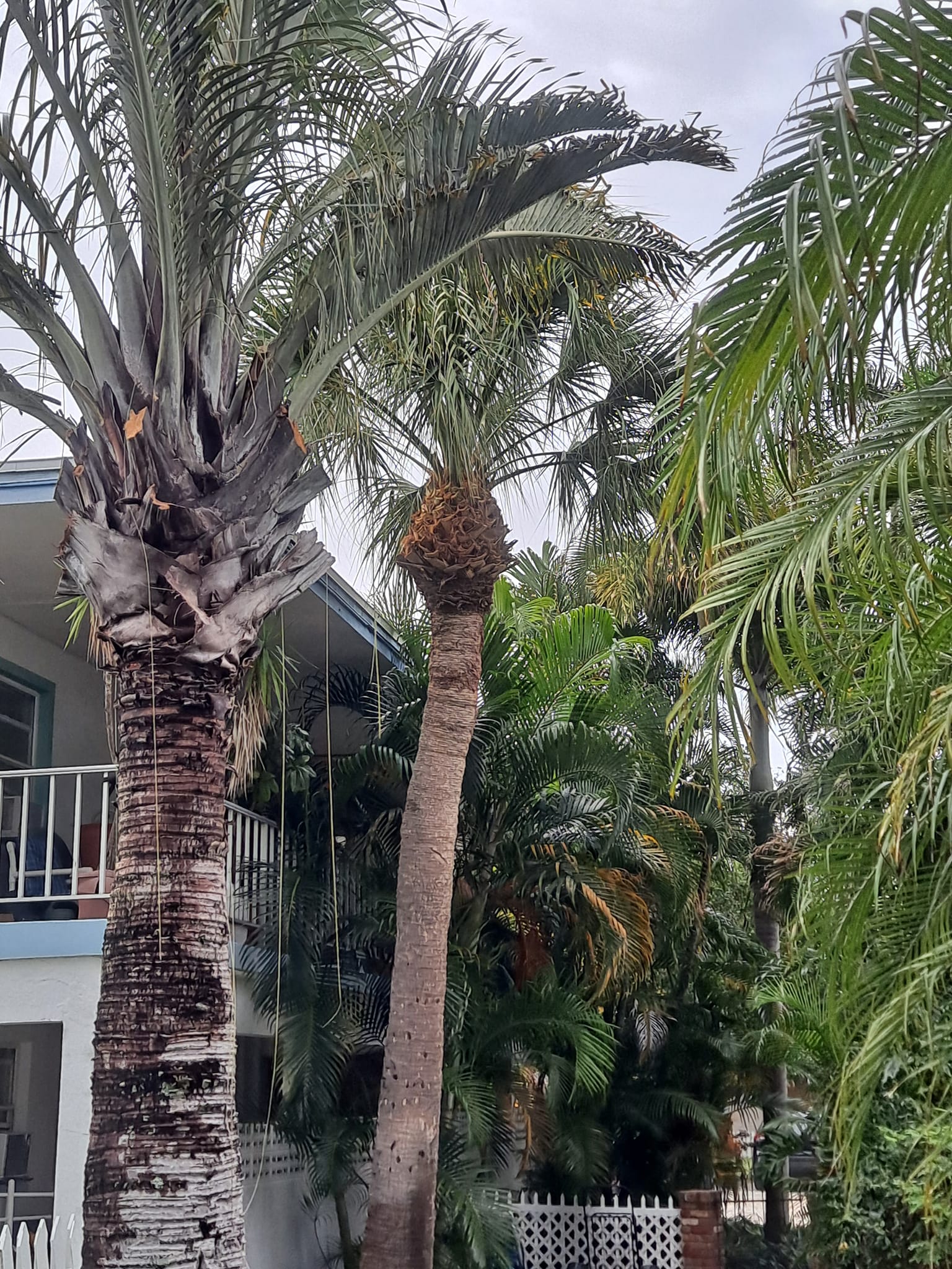  for Sanchez Tree Service in Largo, FL