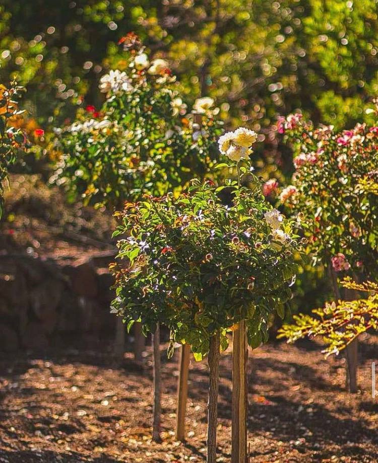  for RHS in San Jose, CA