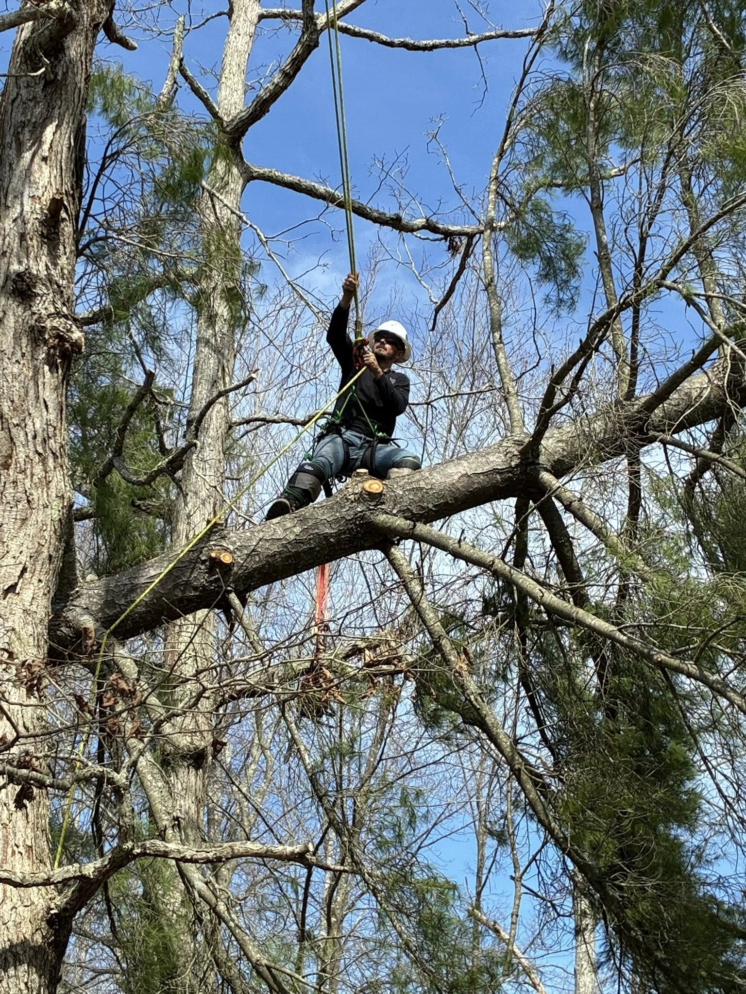  for Skys The Limit Tree Management in Morehead, KY