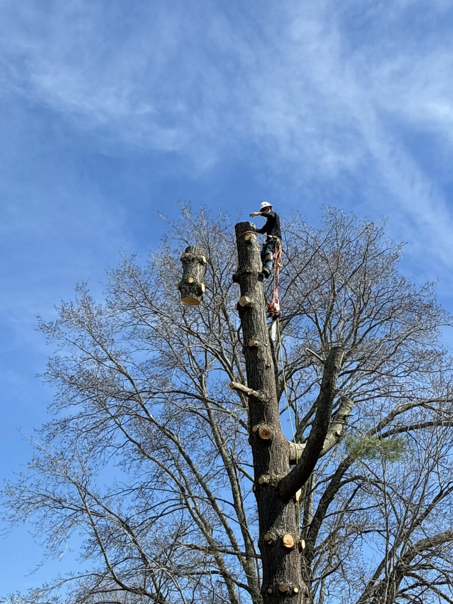  for Skys The Limit Tree Management in Morehead, KY