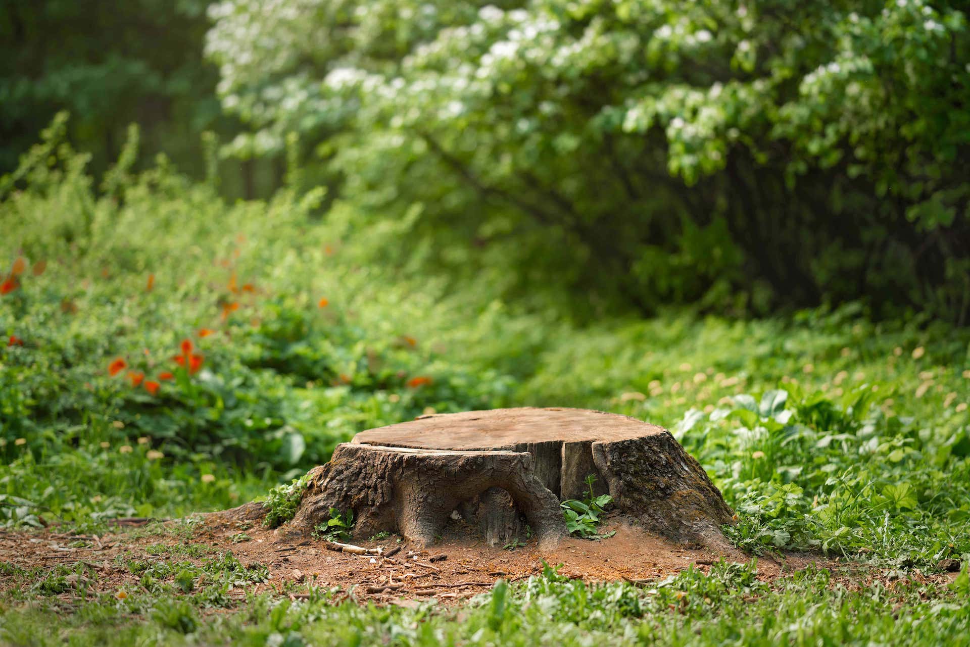 Tree Services company Elevate Tree Care in Gillette, WY
