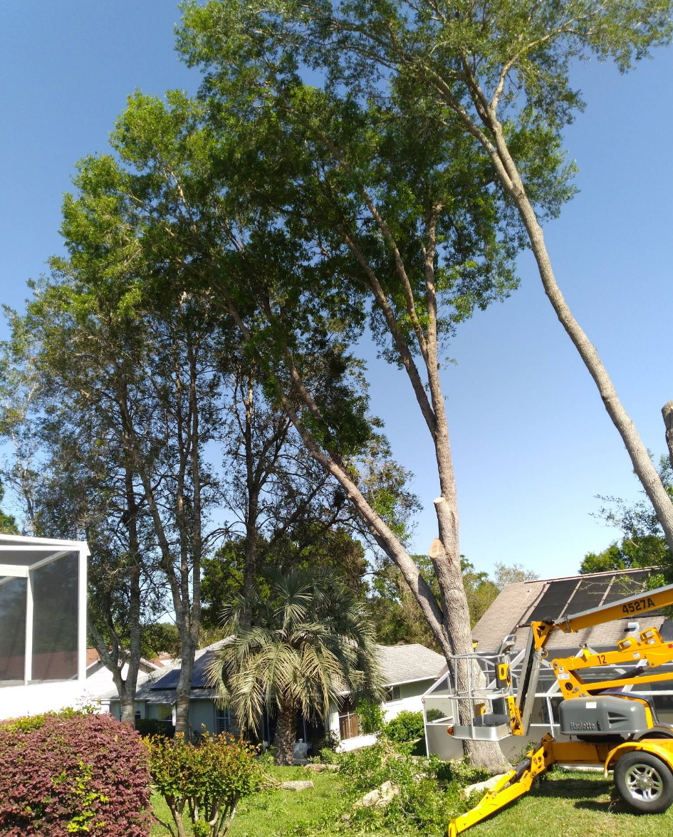 for Perfect Cut Lawn & Tree Care in Citrus Springs, FL