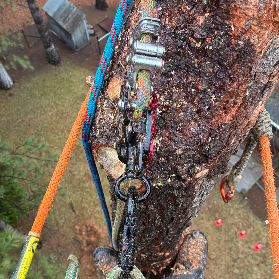Black Butte Tree Service crew at work in Northern California