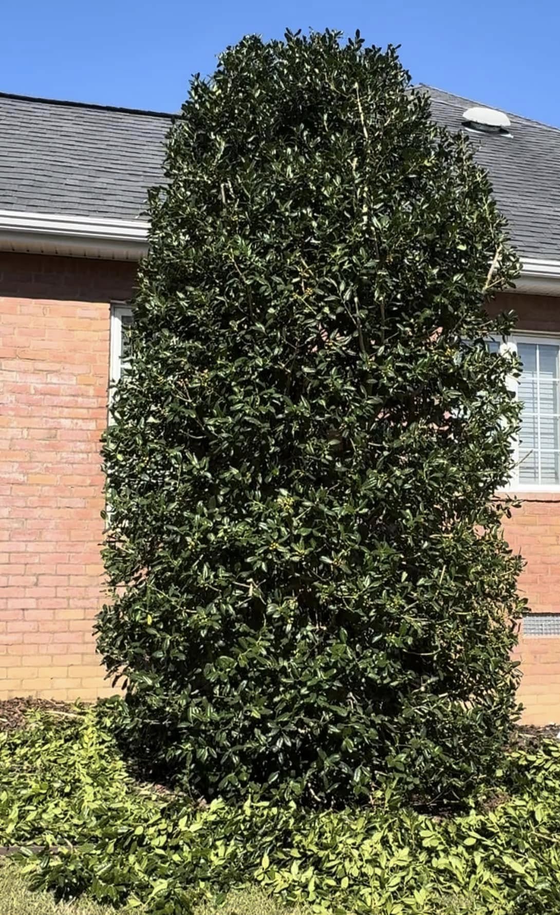  for Sierra Verde Landscaping in Vidalia, GA