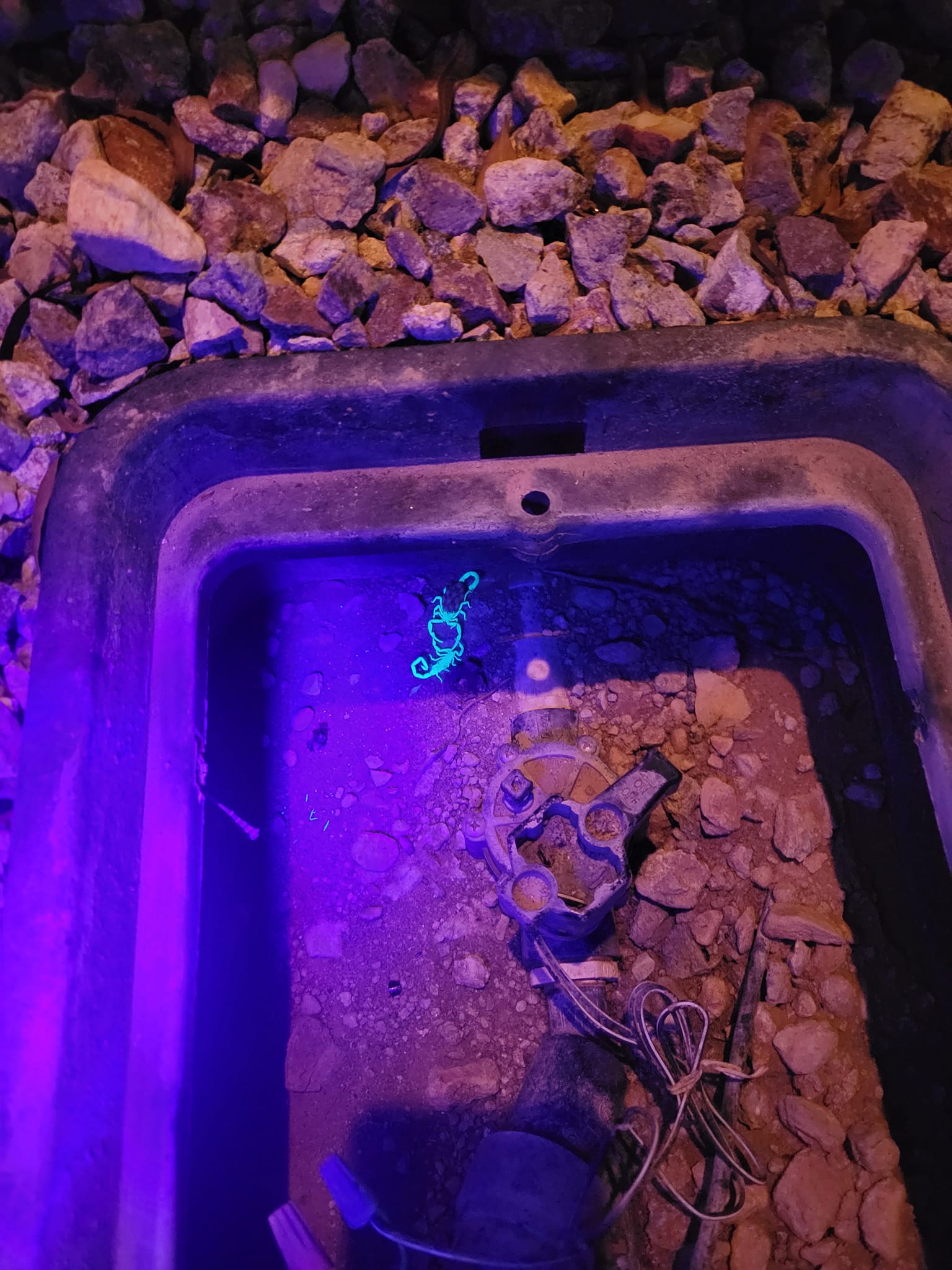  for Niko's Pest Control in Las Vegas, NV
