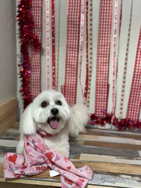  for Tails By The Lake Grooming in Branson West, MO