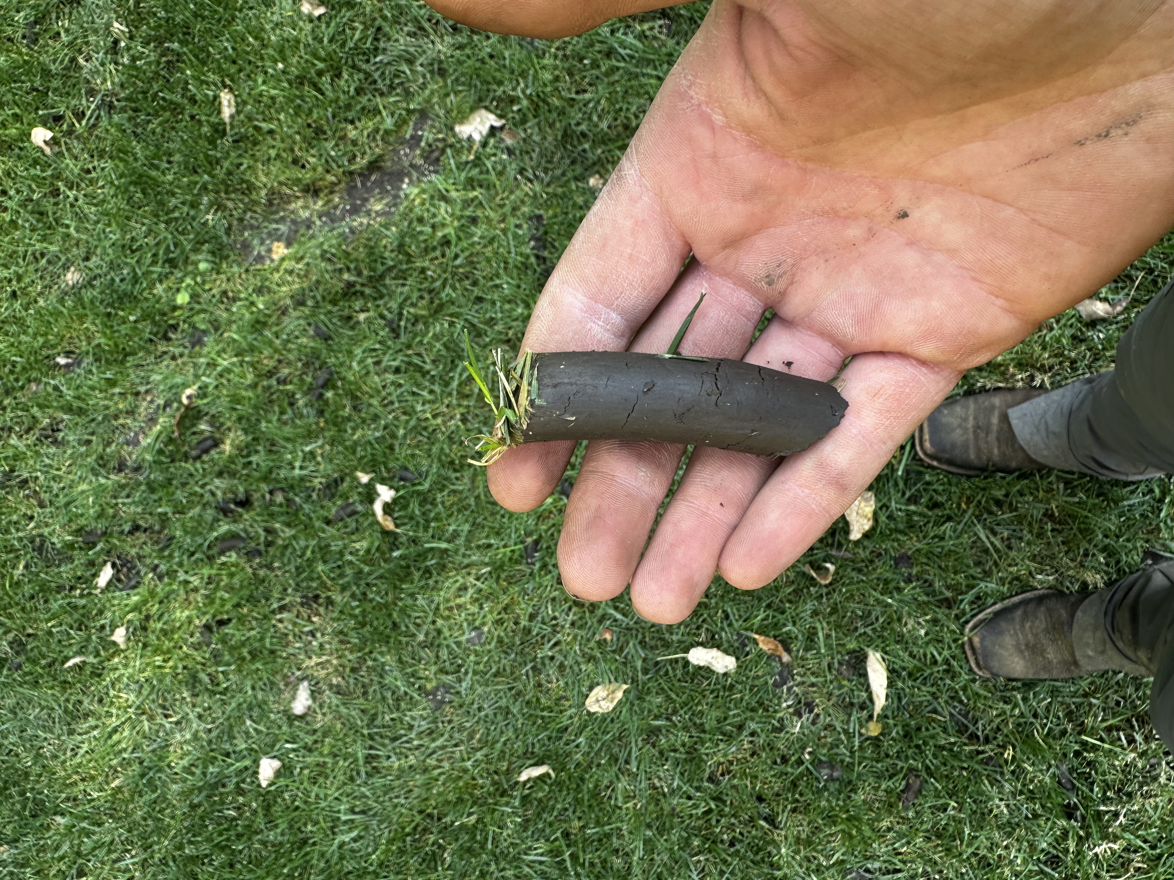 Lawn Aeration