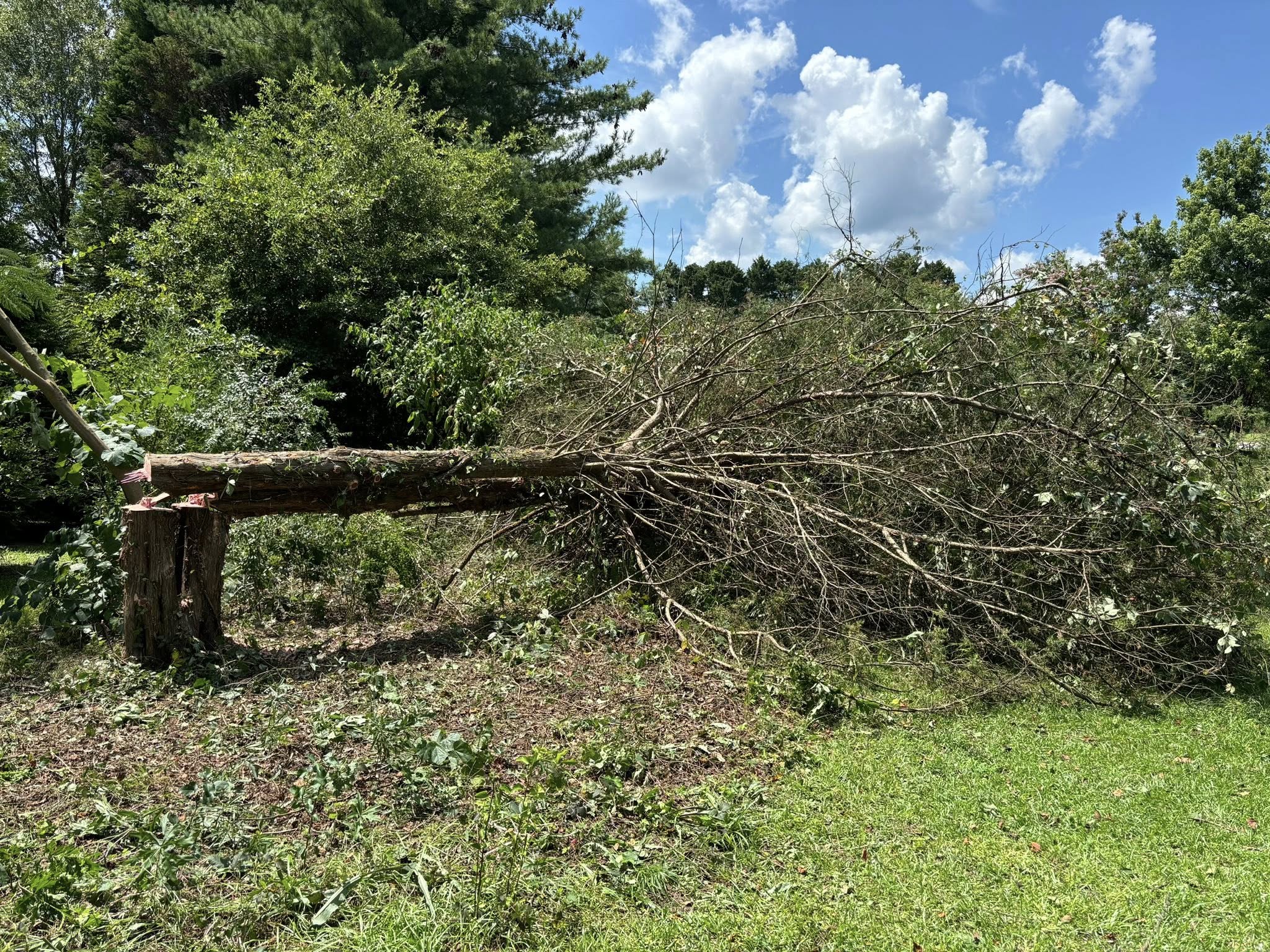  for Total Tree Care in Erwin, North Carolina