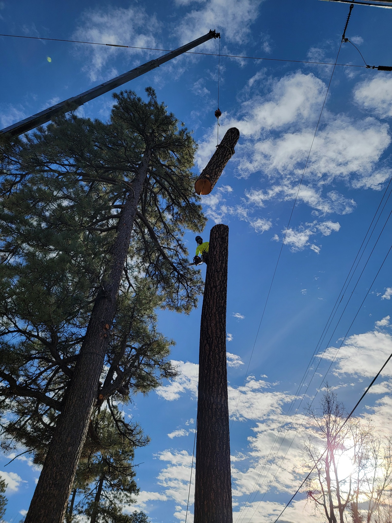  for StockPro Tree Specialists in Show Low, AZ