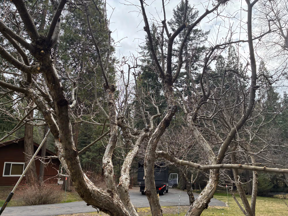 Fruit Tree Pruning Done Right — Mount Shasta, CA