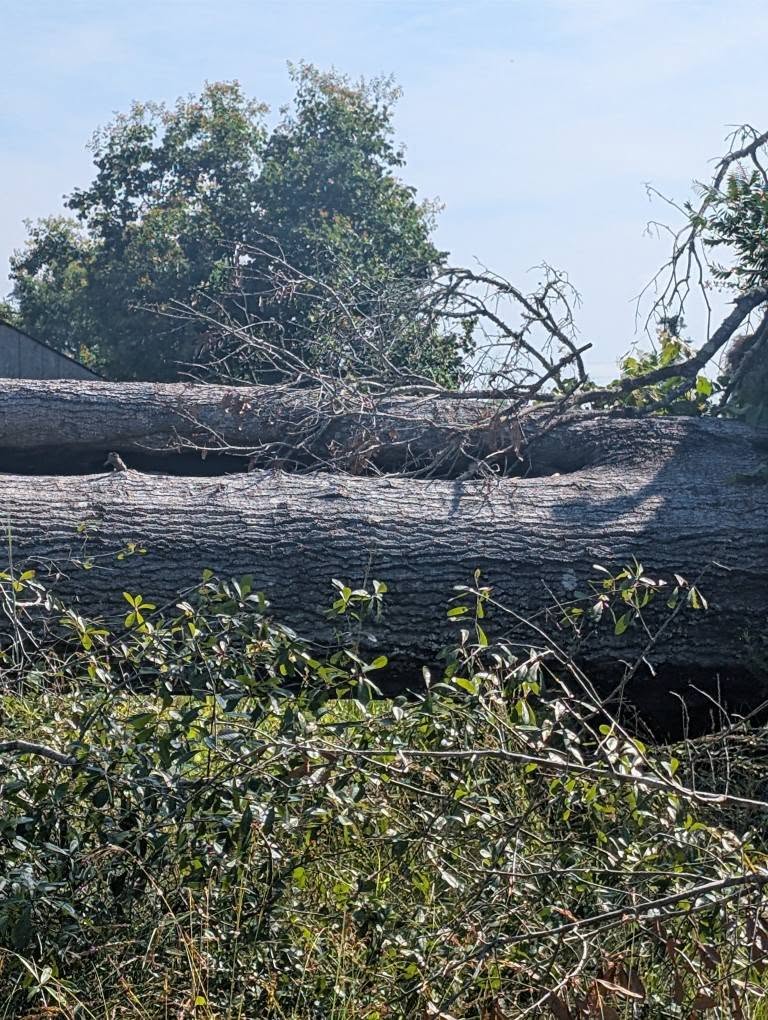  for TDWS Land Management in Blackshear, GA