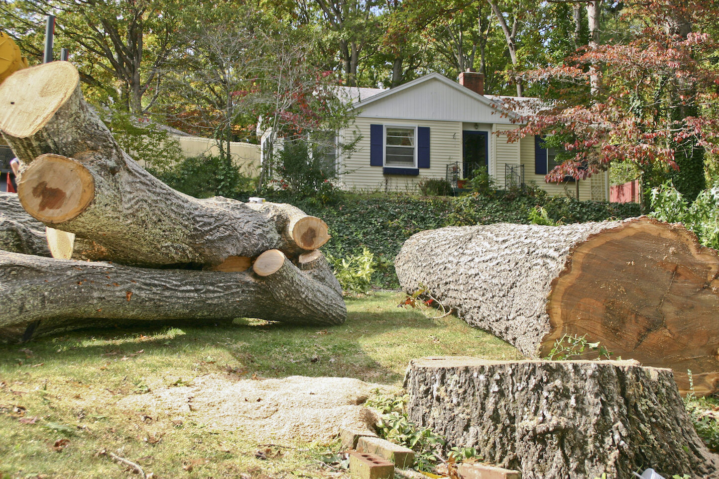 Tree Services company Mitchell's Tree Service in North Brookfield, MA