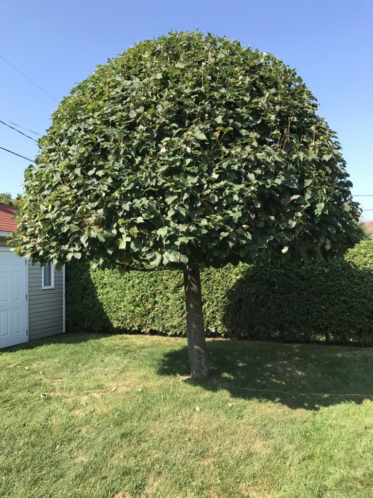  for Veach LandScaping in Danbury, CT