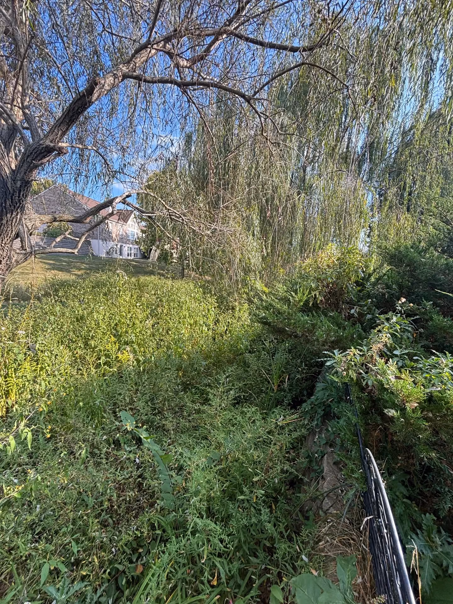 Wild to Wonderful with Expert Cleanup