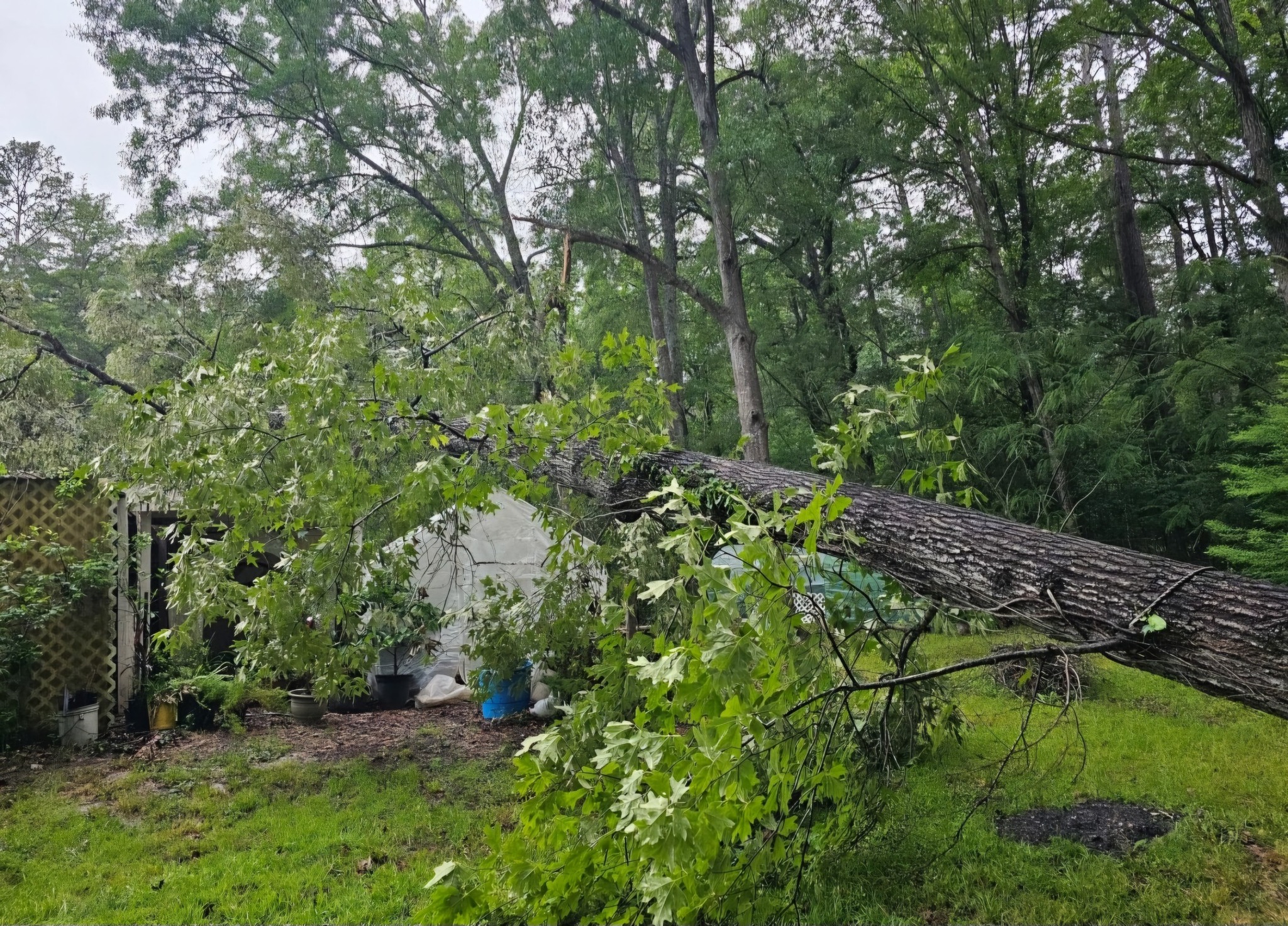 Tree Services company Breaktime Tree Trimming & Removal in Oakdale, LA