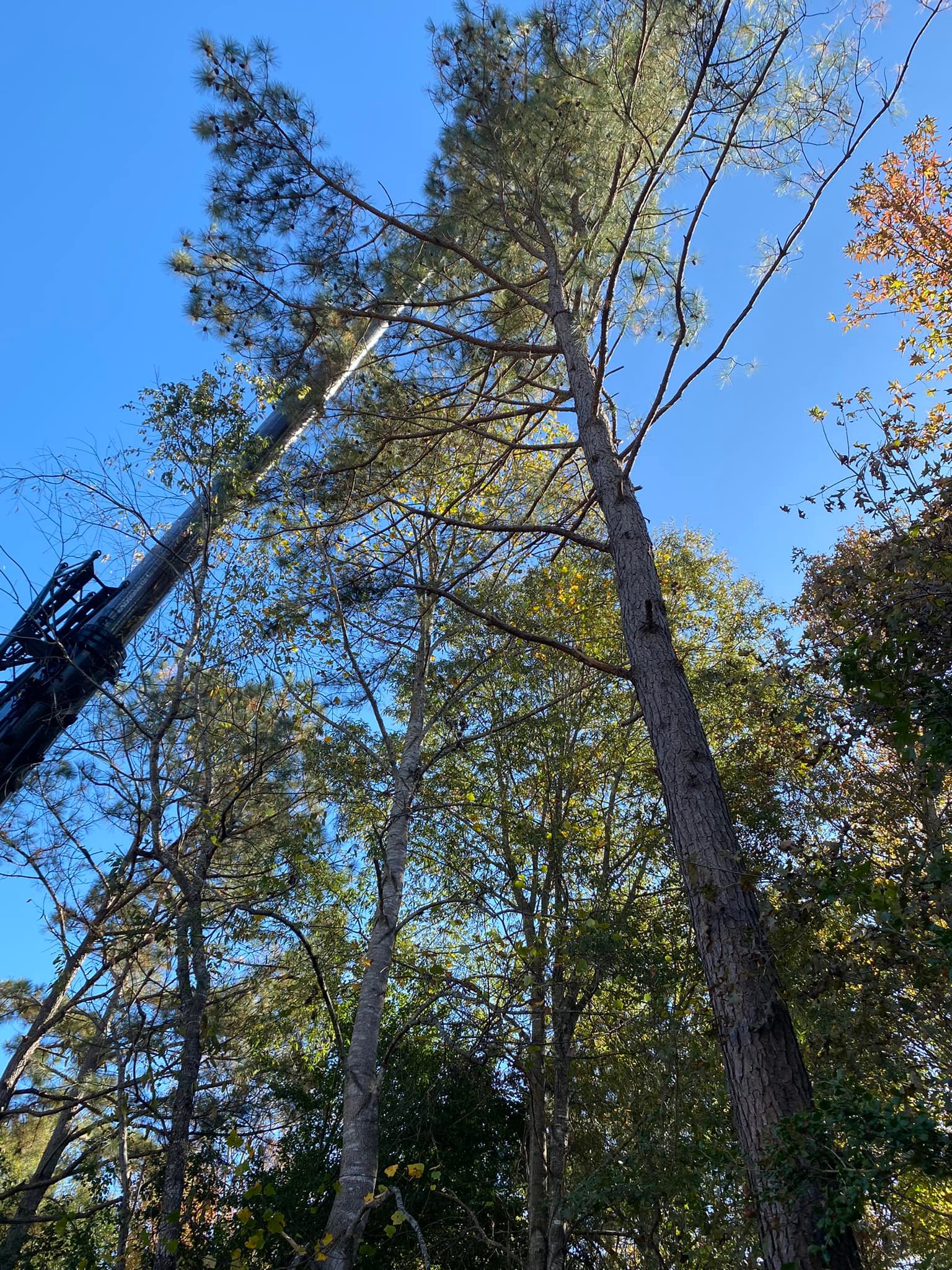 Tree Services company MTJ Tree Removal LLC in Zebulon, NC