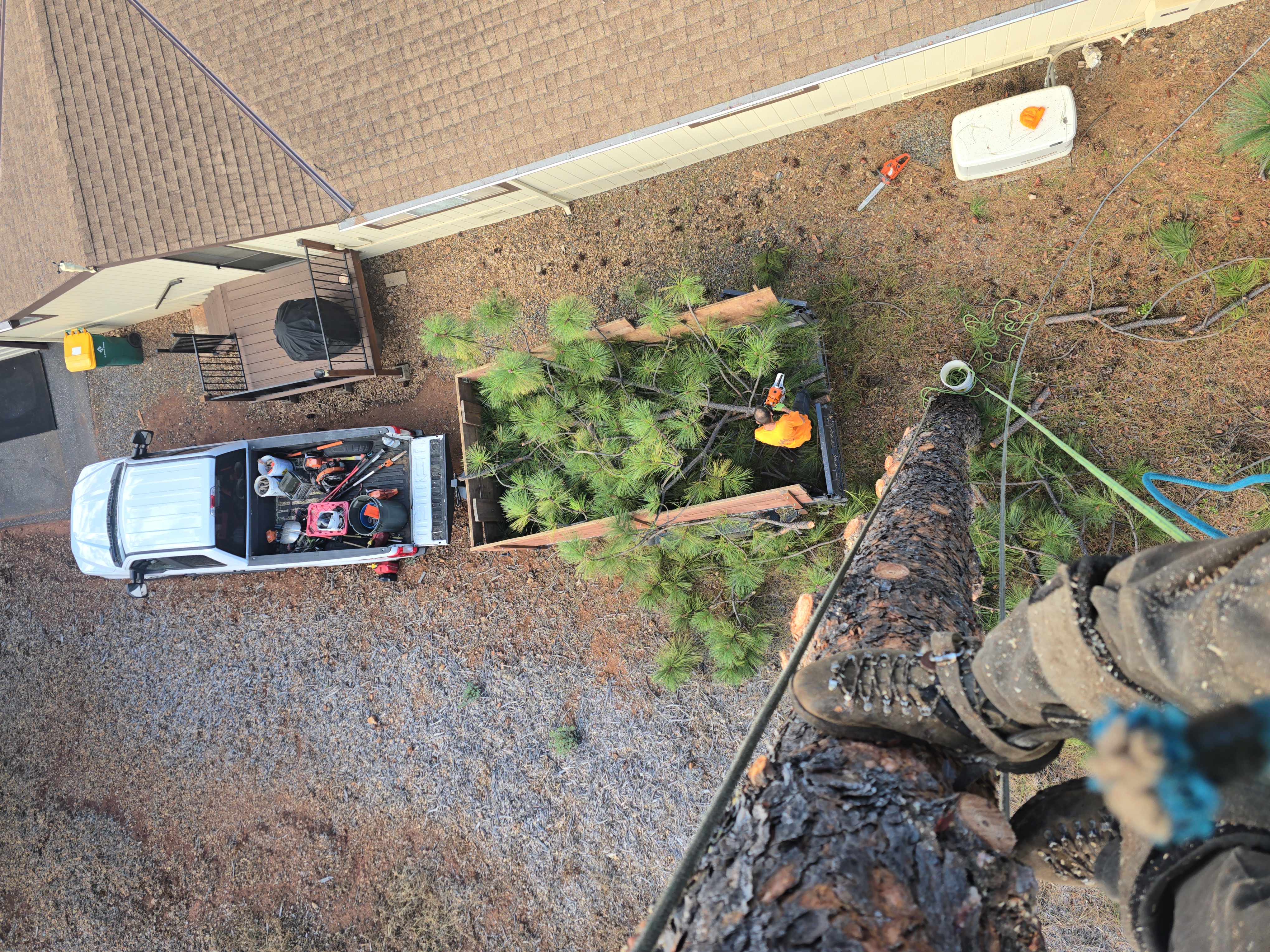  for George Staddan's Professional Tree Care in Placerville, CA