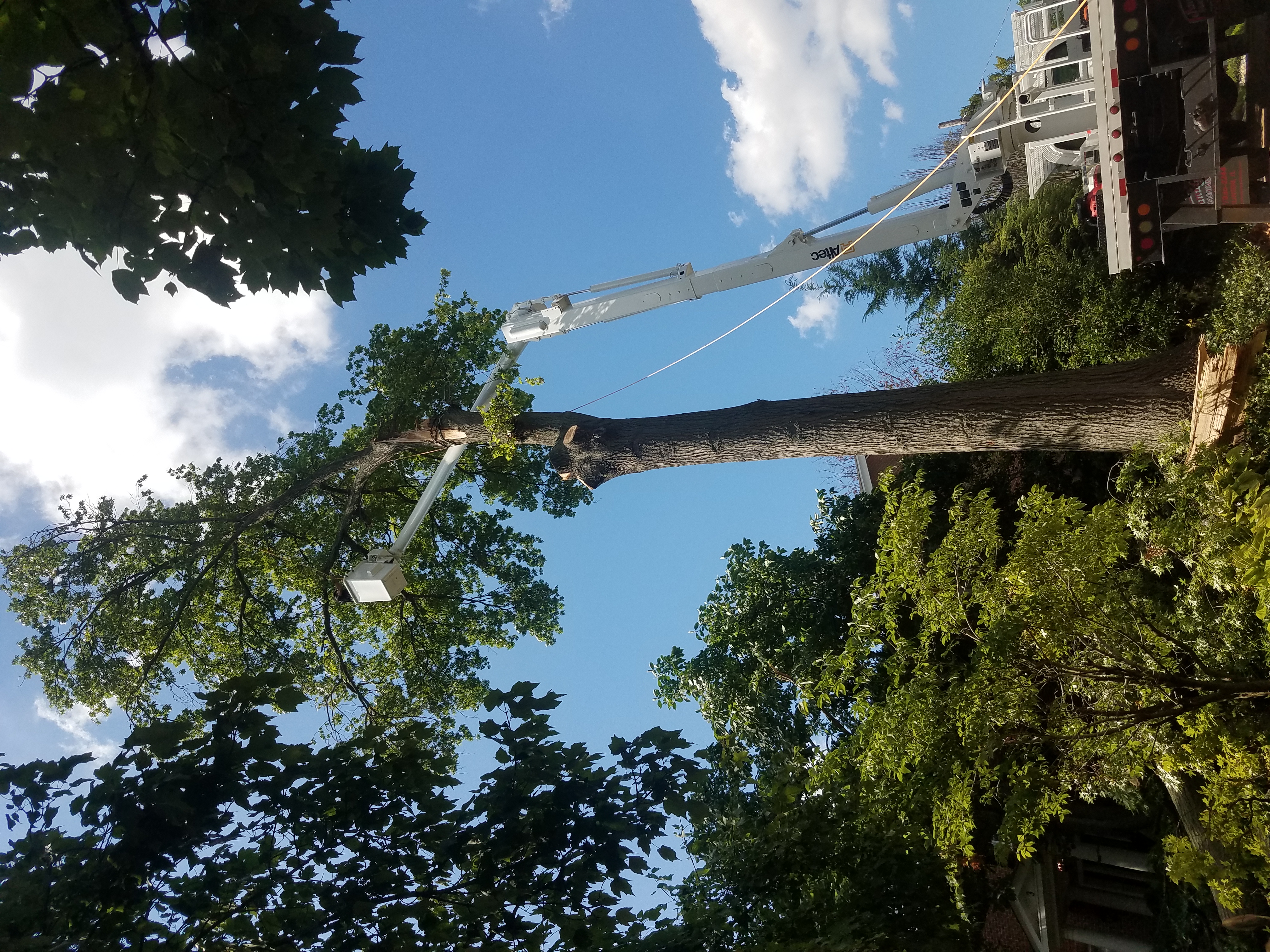 Crane boom extended up into a full green canopy on a tree job