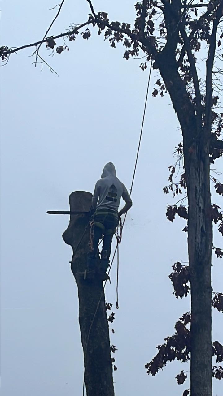  for Pedro's Tree Removal in Charlotte, NC