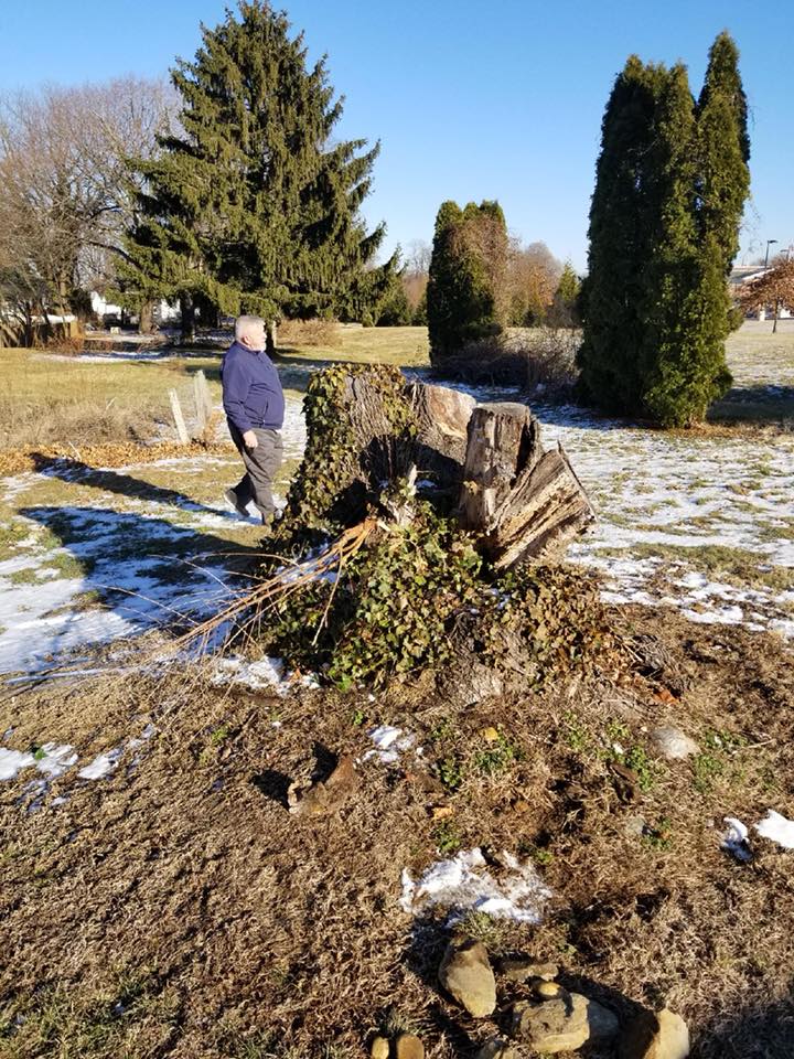  for Loockerman's Tree and Stump Removal in Dover, DE