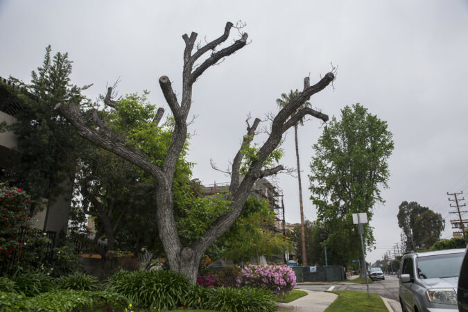 Tree Service company Hammons Construction LLC in Eugene, OR