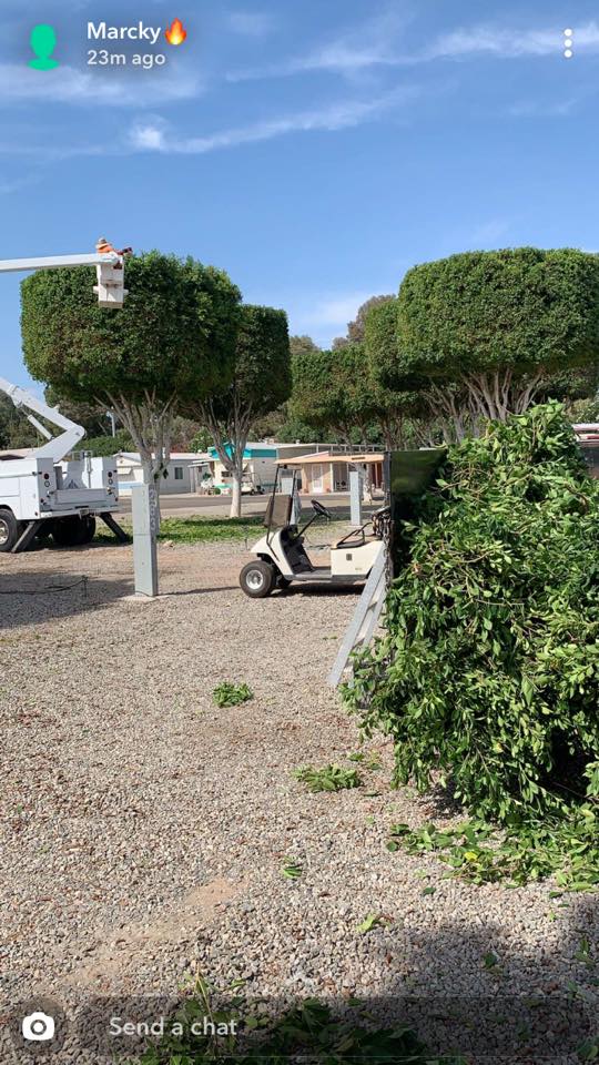  for Yuma Palms & Tree Service in Yuma, AZ