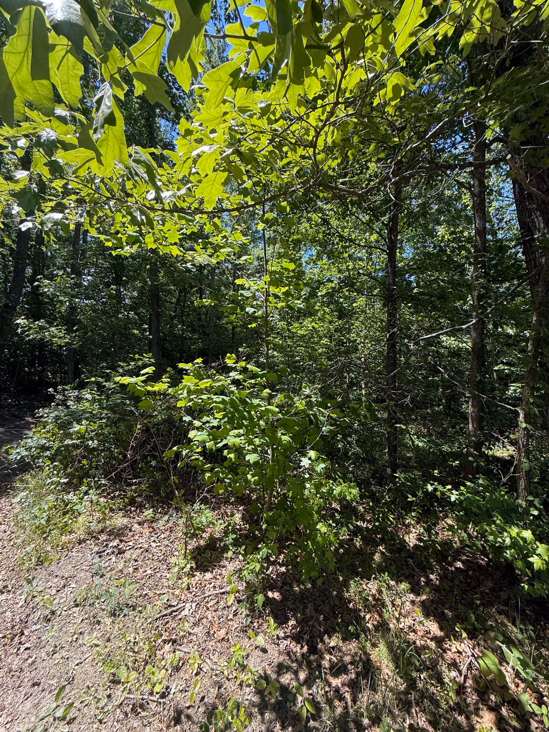 Transforming Chesterfield: Expert Land Clearing Solutions for a Greener Tomorrow