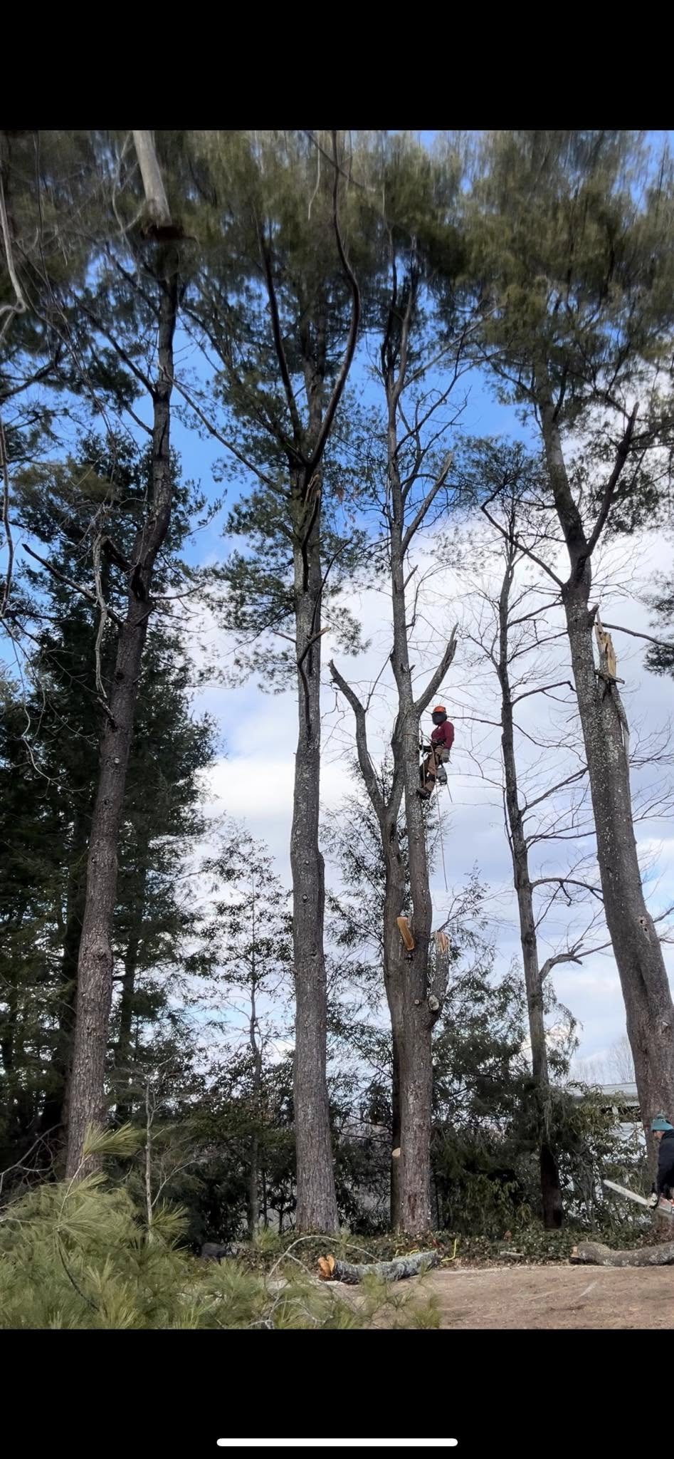  for Torres Tree Service and Landscaping in Hendersonville, NC