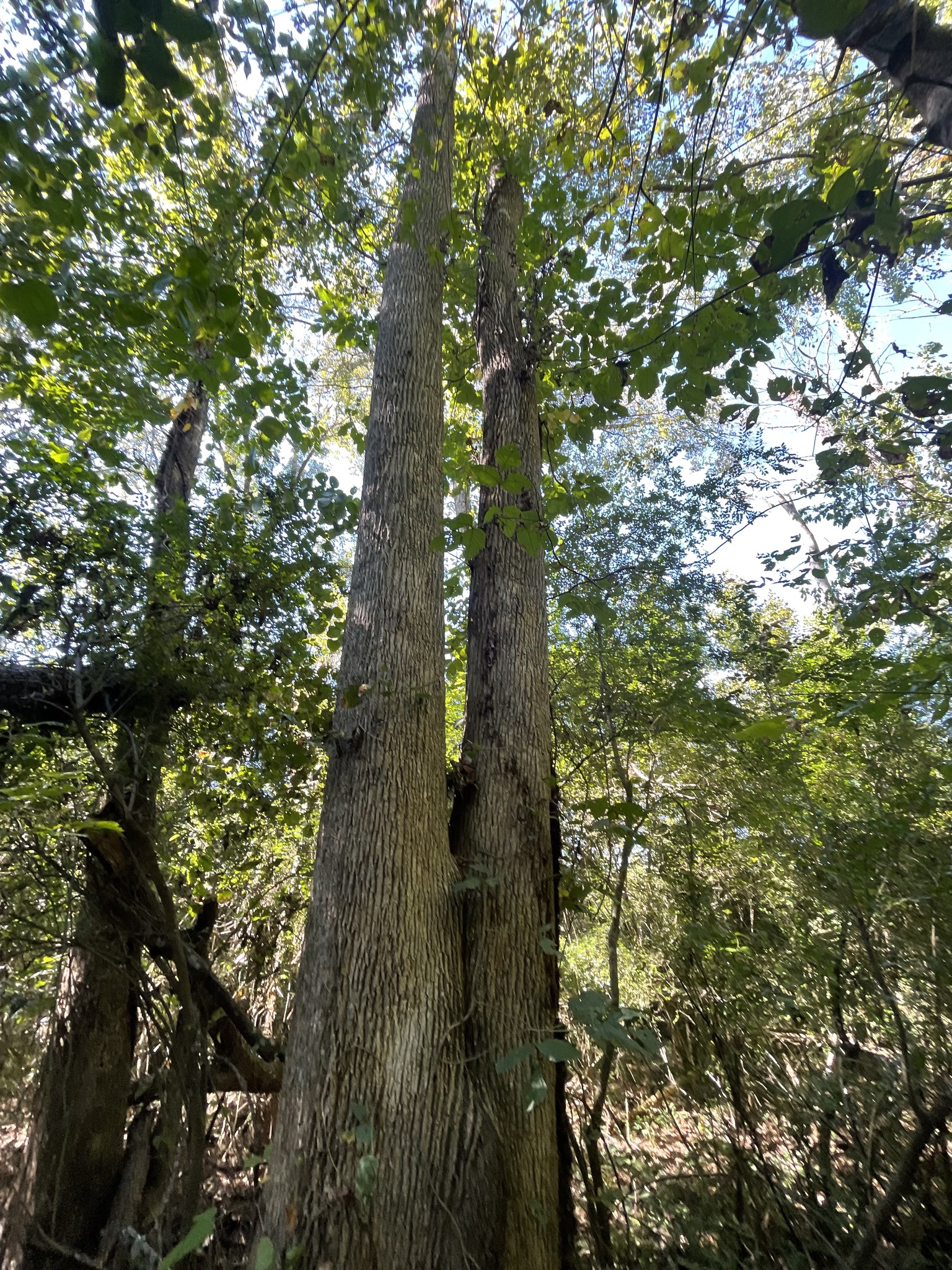 Stem Tree Service team in Belmont, NC - people or person