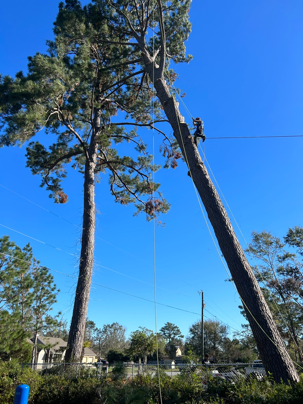 Tree Services company Elevate Tree Care in Gillette, WY