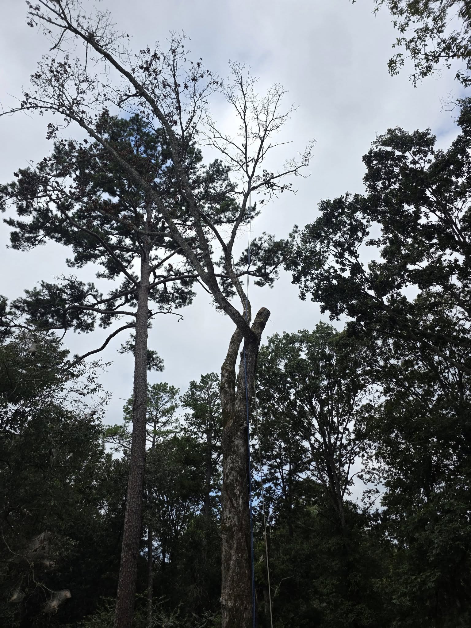  for Bobcat Bob in Clermont, GA
