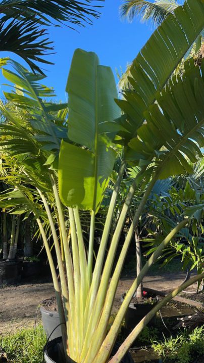  for Plant World LLC in Cape Coral, FL