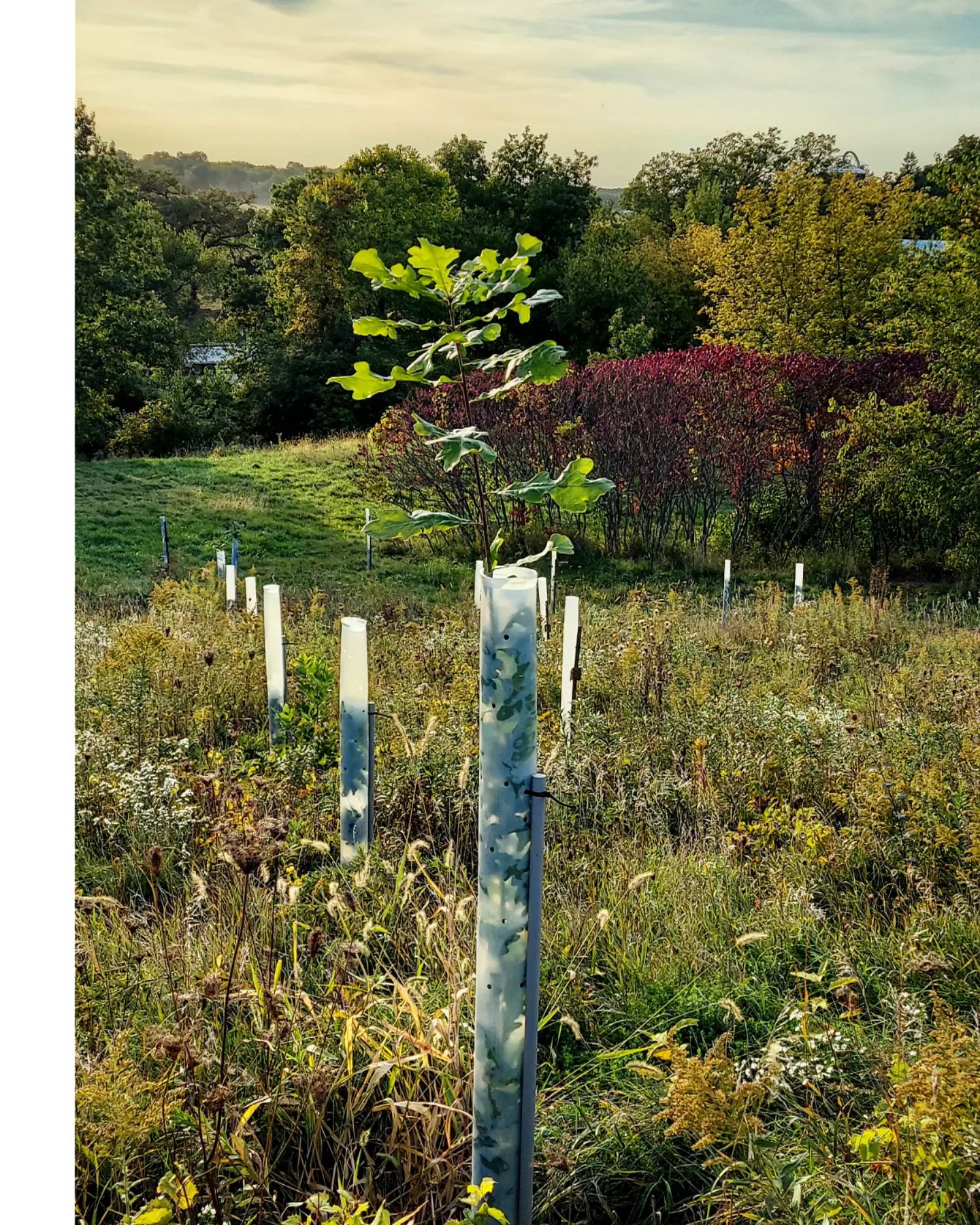  for Bluffside Forestry in Cedar Rapids, IA
