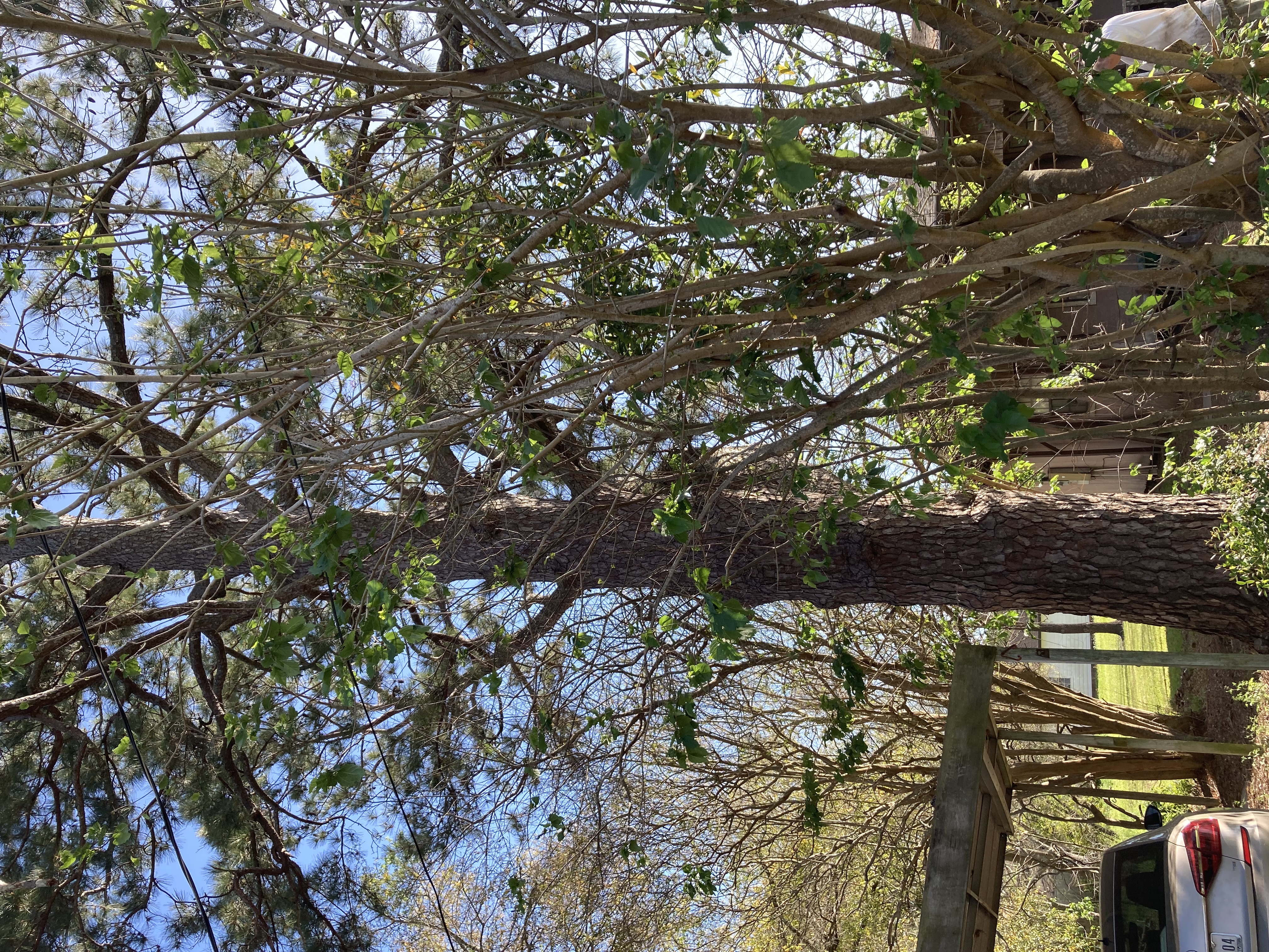  for Alpers Tree Services in Cleveland, TX